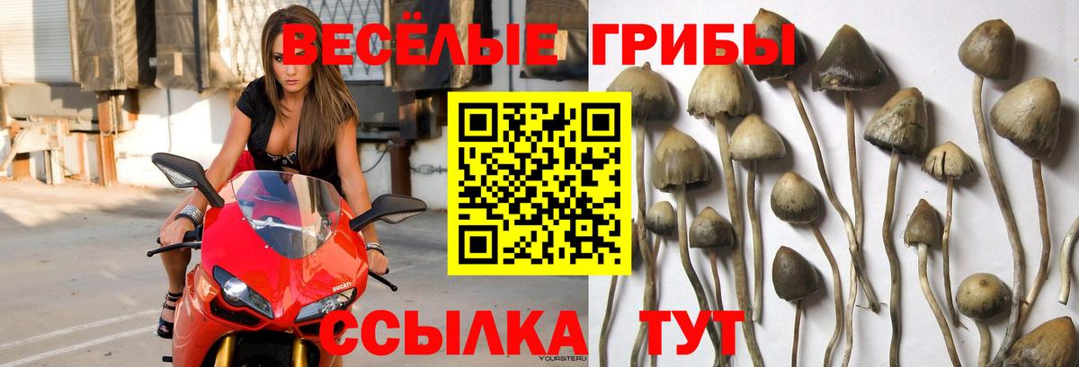 Галлюциногенные грибы прущие грибы Котельники